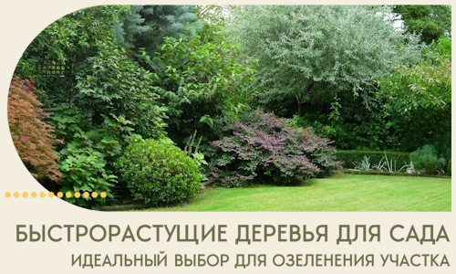 Быстрорастущие деревья для сада идеальный выбор в Переславле-Залесском
