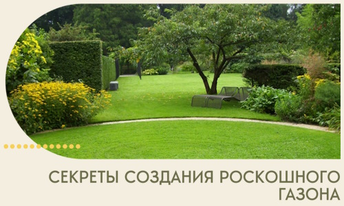 Секреты создания роскошного газона в Переславле-Залесском
